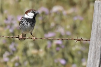 Passer hispaniolensis